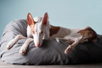 Un chien Podenco très maigre, allongé dans son panier