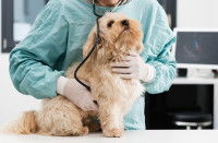 Un vétérinaire examine un petit chien dans son cabinet