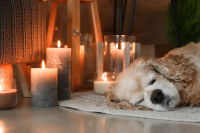 Un chiot endormi à côté de bougies allumées