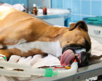 Un chien anesthésié sur la table d'opération