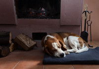 Un vieux chien dort devant la cheminée