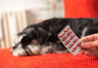 Un chien malade endormi devant une plaquete de médicaments