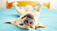 Un chien heureux dort sur le lit allongé sur le dos