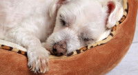 Un chiot fatigué dort dans son panier