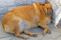 Un chien très gros dort dans la rue