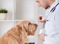Un vétérinaire donne des médicaments à un vieux chien