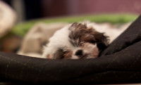 Un chiot dort paisiblement dans son panier