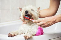 Une femme brosse les dents de son petit chien blanc
