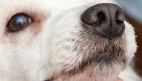 Vue proche des narines d'un chien
