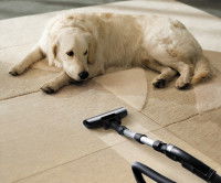 Un chien de type Golden est allongé à côté d'un aspirateur