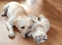 Un chien et un chat copains allongés ensemble sur le parquet