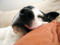 Un chien heureux dort sur le canapé avec un coussin