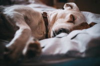 Un chien dort allongé dans un lit