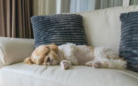 Un petit chien de type Caniche dort allongé sur le canapé