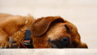Un chien en train de dormir
