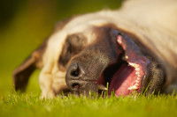 Un chien Carlin avec un air heureux dort allongé dans l'herbe