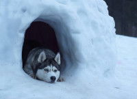 Les chiens nordiques, plus résistants au froid