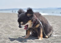 Un petit chien sur la plage tousse à cause du sable