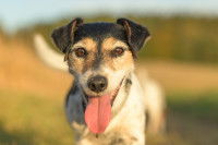 Un vieux Jack Russel âgé de 10 ans avec un air heureux
