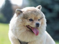 Un petit chien de type Spitz avec la gueule ouverte