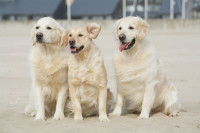 Trois Golden Retrievers en fort surpoids assis dans le vent