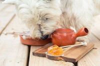 Un petit chien blanc à côté d'une tasse de thé et d'un pot de miel