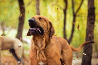 Un chien sur le point de tousser fait une grimace au milieu des feuilles
