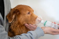 Une femme utilise un inhalateur sur un chien asthmatique