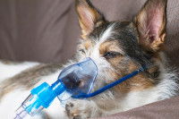 Un vieux chien malade avec un masque à oxygène