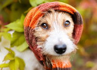 Un petit chien qui a froid avec une écharpe dans le jardin