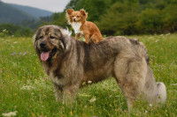 Les races de petite taille