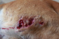 L'hémorragie externe du chien