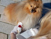 Saignement abondant, foncé en nappe