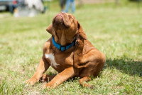 Un chiot se gratte dans l'herbe