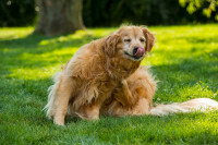 Un gros chien se gratte dans l'herbe d'un parc