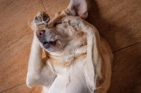 Un chien en train de se gratter la tête avec les pattes