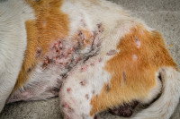 Un chien avec une maladie de peau et des zones dépilées