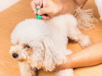 Une femme applique une pipette anti-puce sur un petit chien blanc