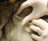 Un vétérinaire examine la peau et le pelage d'un chien