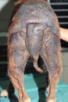 Dermatite à Malassezia