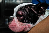 Un chien avec des plaques rouges sur la tête