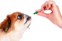 Les traitements conventionnels contre les démangeaisons du chien