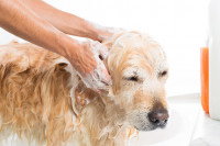 Une femme fait un shampoing à un Labrador