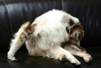 Un chien se lèche le derrière