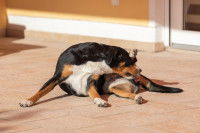 Un chien tricolore se lèche les parties