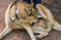 Un gros chien se lèche et se mordille le ventre