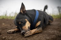 Un petit chien noir et feu se lèche la patte