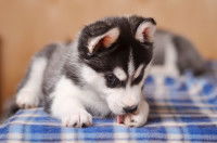 Un chiot Husky se lèche la patte avant gauche