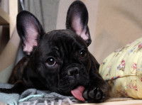 Un chiot Bouledogue Français tout noir se lèche la patte