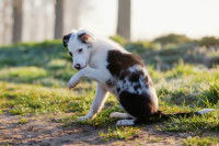 Un chien croisé se lèche la patte avant dans une forêt